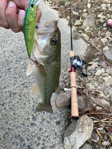 ブラックバスの釣果