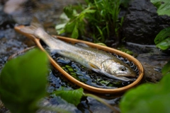 イワナの釣果