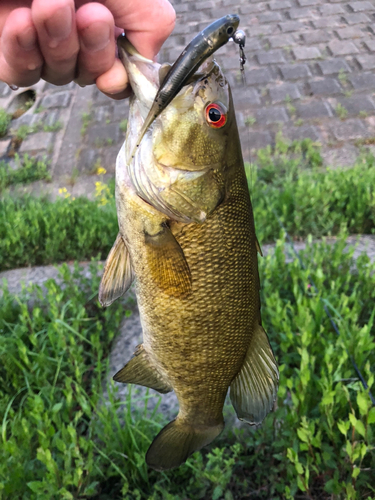 スモールマウスバスの釣果