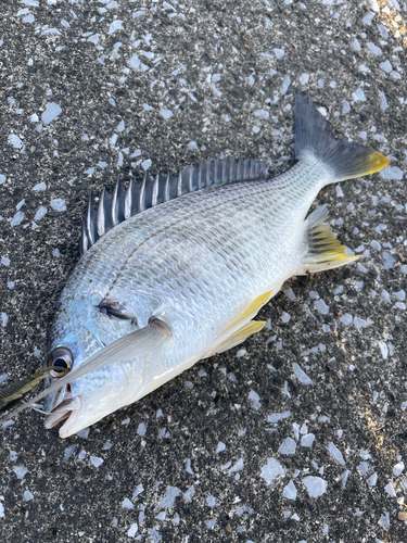 キビレの釣果