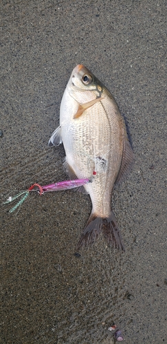 ウミタナゴの釣果