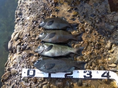 クチブトグレの釣果