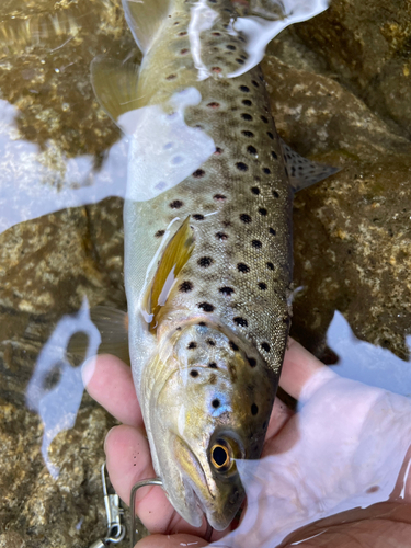 ブラウントラウトの釣果