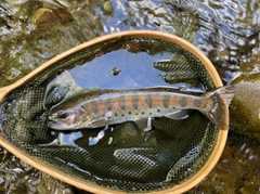 ヤマメの釣果