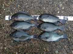 クチブトグレの釣果