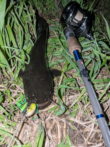 ナマズの釣果