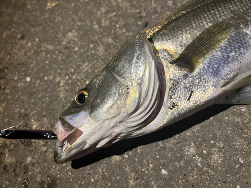 スズキの釣果