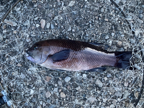 コブダイの釣果