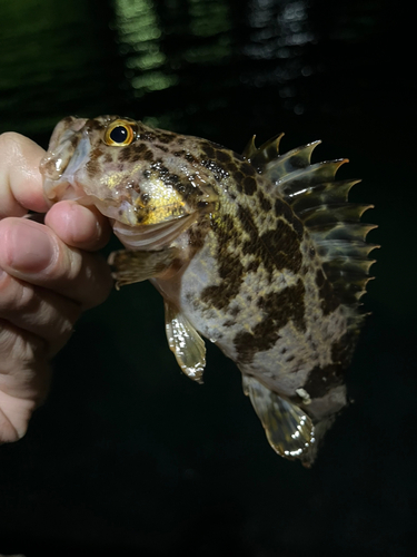 タケノコメバルの釣果