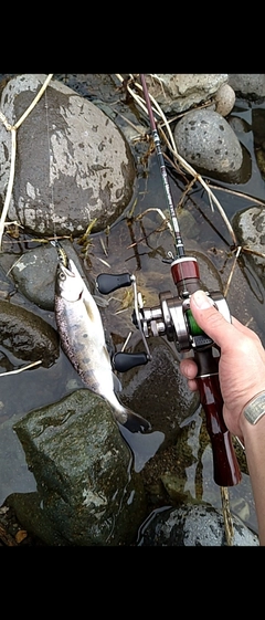 ヤマメの釣果