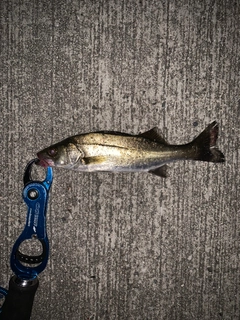 セイゴ(マルスズキ)の釣果
