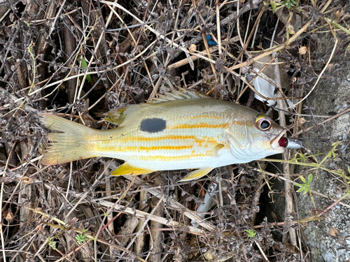 ヤマトビーの釣果