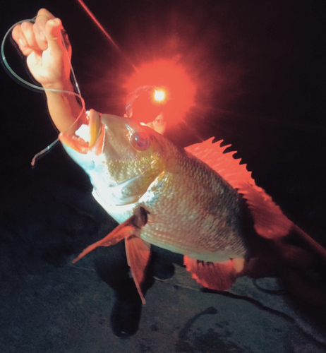 ヨコシマクロダイの釣果