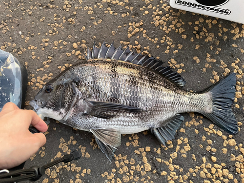 クロダイの釣果