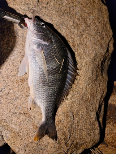 キビレの釣果