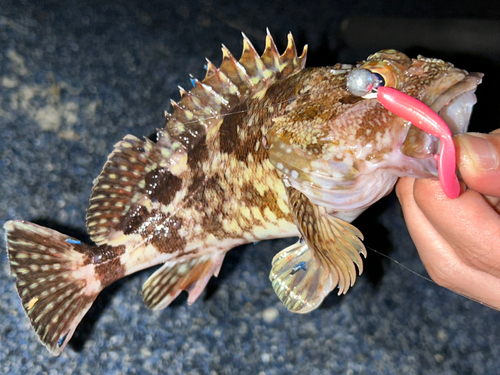 カサゴの釣果