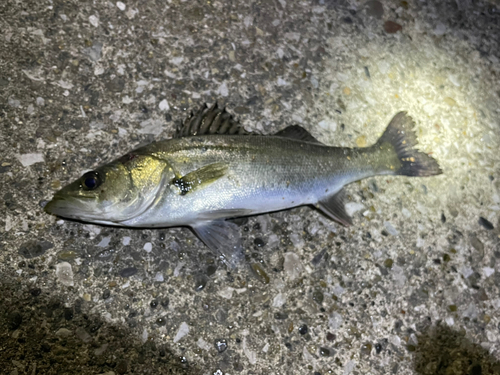 セイゴ（マルスズキ）の釣果