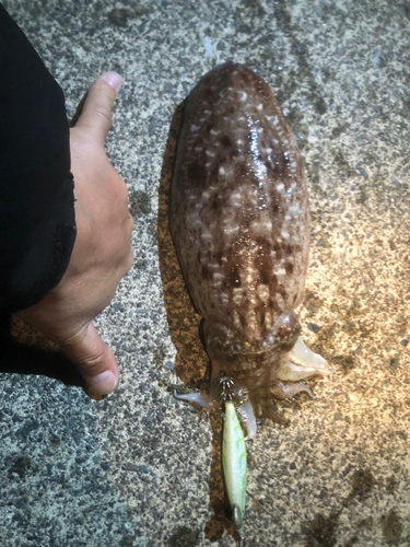 コウイカの釣果