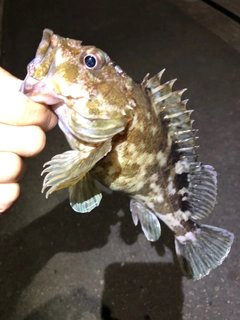 カサゴの釣果