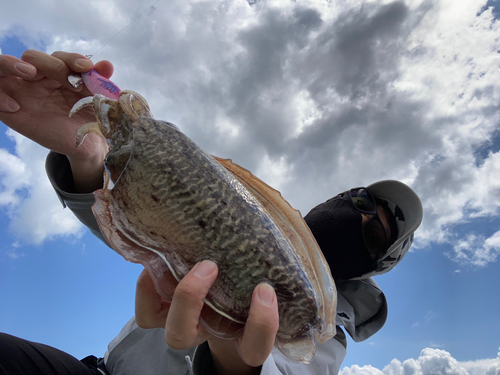 コウイカの釣果