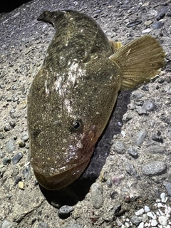 マゴチの釣果