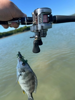 キビレの釣果