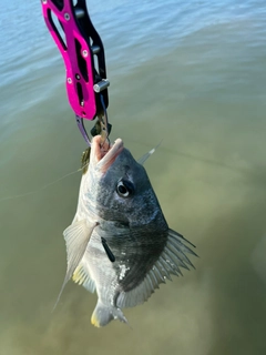 キビレの釣果