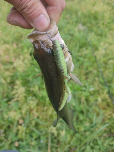 釣果