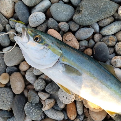 ツバイソの釣果