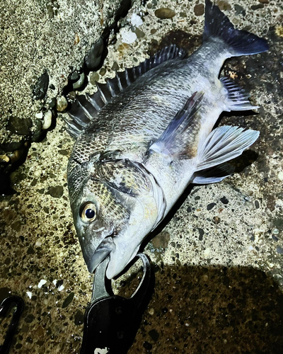 クロダイの釣果