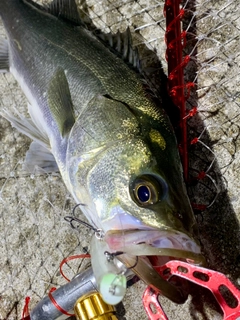 フッコ（マルスズキ）の釣果