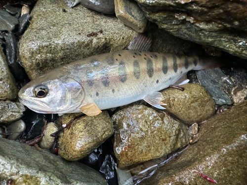 ヤマメの釣果