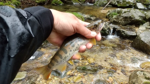 アマゴの釣果