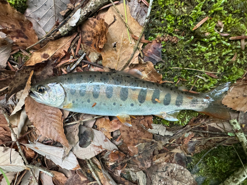 ヤマメの釣果