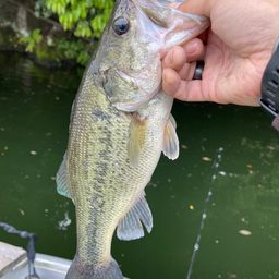 ラージマウスバス