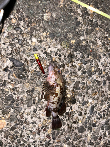 タケノコメバルの釣果