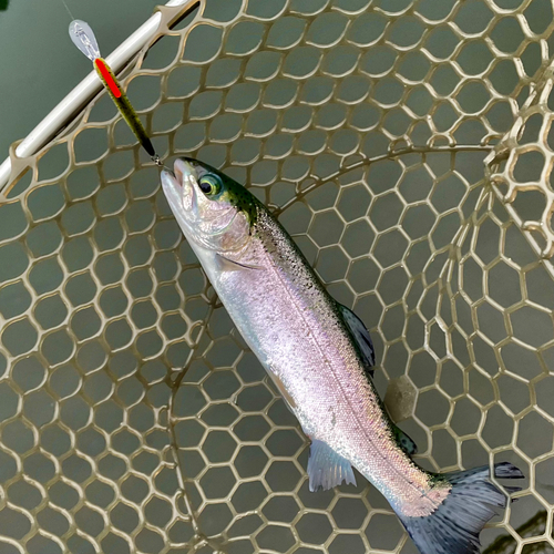 ニジマスの釣果