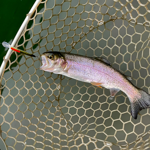 ニジマスの釣果