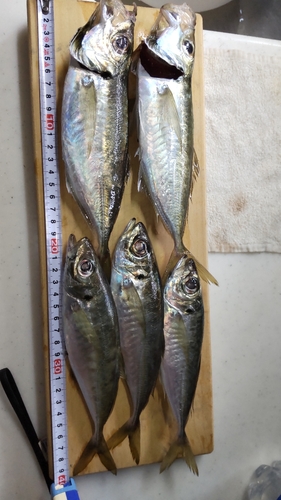 アジの釣果