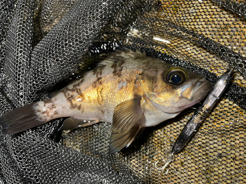 シロメバルの釣果