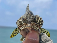 カンモンハタの釣果