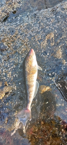 ホッケの釣果