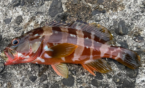 アカハタの釣果