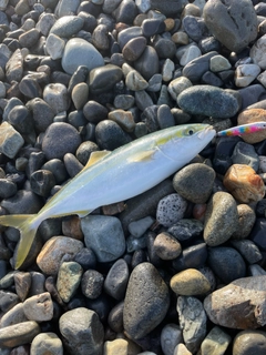 ワカシの釣果