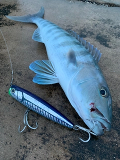 アオチビキの釣果