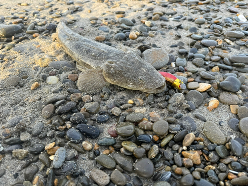 マゴチの釣果