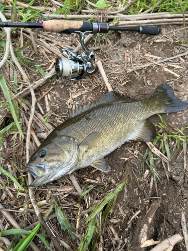 スモールマウスバスの釣果