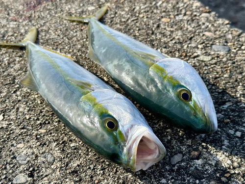 ツバイソの釣果