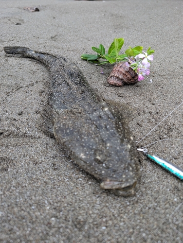 マゴチの釣果