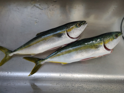 ツバイソの釣果